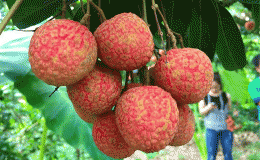 Mỗi ngày trẻ em và người lớn được ăn tối đa bao nhiêu quả vải để tránh hạ đường huyết cấp tính