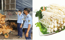 Hà Nội: Tiêu hủy hơn 2,5 tấn nấm kim châm quá hạn sử dụng, phạt công ty vi phạm 70 triệu đồng