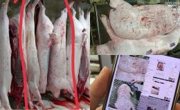 Thông tin nóng về cán bộ đóng dấu ‘được lưu thông’ lên heo bệnh của C.P, đã có án phạt chính thức