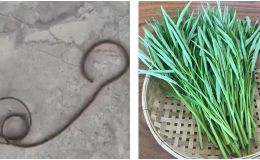 Sốc: Người dân phát hiện sinh vật lạ chưa từng thấy ngoe nguẩy trong rau muống, lãnh đạo Chi cục thủy sản thông tin nóng