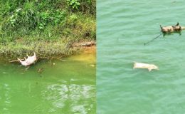 Kinh hãi xác lợn chết trôi lềnh bềnh sông Lô, người dân lo lắng nguy cơ nước bị nhiễm bẩn 