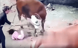 Bà cụ không màng nguy hiểm lao vào ôm chặt cháu gái và liên tục chịu những cú húc mạnh từ ‘bò điên’ 