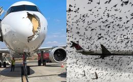 Chim trời ‘đâm’ Iberia giữa lúc cất cánh, mũi máy bay vỡ toang: Cơ trưởng buộc phải làm một việc khẩn cấp