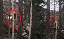 Video gây sốc ghi lại cảnh quái vật ‘Bigfoot’ chạy trong rừng giữa ban ngày khiến người đàn ông hoảng hốt