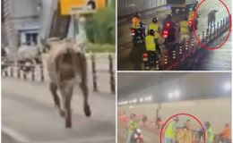  Hy hữu: Bò 'náo loạn' hầm Thủ Thiêm TP.HCM khiến giao thông trong khu vực ùn tắc nghiêm trọng