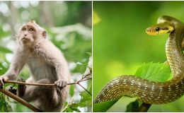 Vào ngày 15/9, 4 con giáp sau đây sẽ có tài lộc dồi dào, cơ hội liên tục, sự nghiệp thăng tiến từng bước