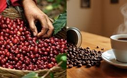 Giá cà phê hôm nay 18/9: Chỉ sau 1 đêm, thị trường cà phê bước vào giai đoạn ‘căng như dây đàn’