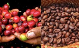 Giá cà phê hôm nay 19/9: Trong nước 'rực rỡ', giá cà phê thế giới tiếp tục phá đỉnh kỷ lục 