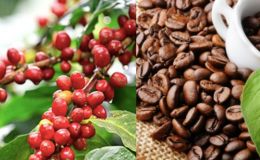Giá cà phê hôm nay 20/9: Giá cà phê Tây Nguyên vẫn 'nóng bỏng tay', thế giới đột ngột có diễn biến lạ