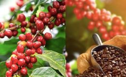 Giá cà phê hôm nay 29/9: Lại tăng dựng đứng, cà phê Tây Nguyên lập đỉnh mới, chạm đến ngưỡng khó tin 