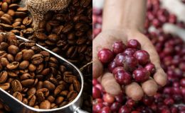 Giá cà phê hôm nay 8/10: Giá lao dốc ngoài dự đoán, thị trường nội địa và quốc tế cùng 'đỏ lửa'