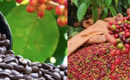 Giá cà phê hôm nay 18/10: Cú xoay bất ngờ, thị trường đảo chiều chỉ sau một đêm