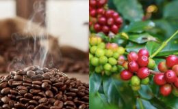 Giá cà phê hôm nay 20/10: Bất ngờ lớn từ thị trường trong nước, giá neo cao nhưng không bứt phá