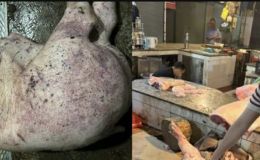 Lời khai không thể chấp nhận vụ 2 vợ chồng mua 837 kg thịt bốc mùi hôi thối để tuồn ra thị trường