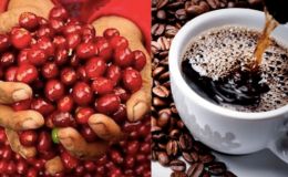 Giá cà phê hôm nay 25/10: Tăng mạnh trong nước, bất ngờ trái chiều với thế giới