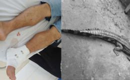 Hé lộ sai phạm trong vụ cá sấu sổng chuồng ở Tây Ninh: Chủ nuôi đối mặt mức phạt khủng