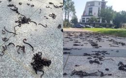 Nguyên nhân hàng nghìn con giun đất bò lổm ngổm rồi chết khô trên vỉa hè ở Quảng Ngãi