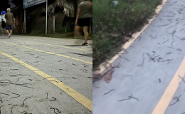 Lại xuất hiện thêm một trường hợp giun đất trồi lên mặt đường tại Đồng Nai