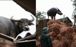 Xúc động cảnh chú trâu mắc kẹt gần 1 tuần trên mái nhà: ‘Biết trâu còn sống, tôi mừng rơi nước mắt’