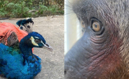 Thông tin mới về 3 loài động vật quý hiếm được tìm thấy ở Thanh Hóa