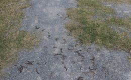 Lý giải nguyên nhân hàng triệu con giun bò kín sân vườn, chết bất thường ở Quảng Trị