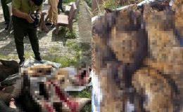 Chặn đứng xe khách Bắc - Nam chở lượng lớn động vật nguy cấp, quý hiếm: Hiện trường có gì đặc biệt?