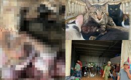 Cận cảnh kho chứa mèo đông lạnh ở Đồng Tháp và lời khai khó chấp nhận của nữ chủ quán