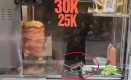 Sốc: Chuột thản nhiên gặm rau thịt trong tủ bánh mì ở Hà Nội, chủ quán lên tiếng nói sự thật! 