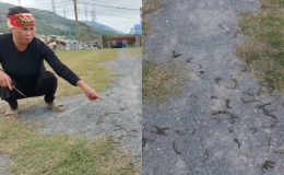 Kết quả xác minh hiện tượng hàng loạt giun đất bất ngờ chết khô tại Quảng Trị khiến người dân lo lắng 