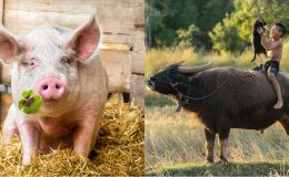 Từ tiếng Việt nào giữ nguyên là heo lợn nhưng bỏ một dấu lại biến thành trâu?