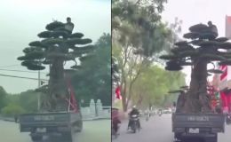 Danh tính tài xế chở cây cảnh và người ở Ninh Bình bị xử phạt 33 triệu và trừ 2 điểm trên giấy phép lái xe