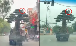 Thông tin mới vụ xe tải chở người ngồi vắt vẻo trên ngọn cây: Tài xế nhận cái kết đắt giá