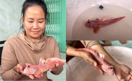 Người dân Cà Mau bắt được con cá màu hồng độc lạ nhất hành tinh, phát sáng giữa đêm