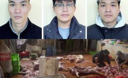 Khởi tố nhóm người ở Hưng Yên thu gom lợn bệnh, lợn chết để giết mổ rồi đem đi bán nhiều nơi