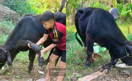 Thanh Hóa: Người dân đổ xô đến xem con bò 6 chân kỳ quái, chủ nhân bật mí nguồn gốc