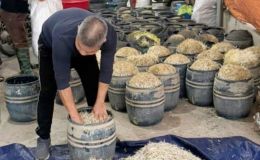 Phát hiện gần 3 tấn giá đỗ 'béo bất thường', hé lộ thủ đoạn dùng chất cấm trong sản xuất thực phẩm