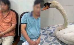 Mua thiên nga trộm từ Thảo cầm viên giá 2 triệu đồng để nhân giống: Ý đồ hay sự cố?