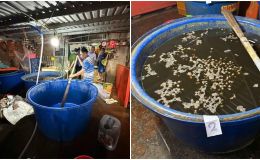 Tác hại kinh khủng từ việc ăn ốc bươu bị ngâm bằng ‘thủy tinh lỏng’, hàng nghìn tấn ốc đã được tuồn ra thị trường