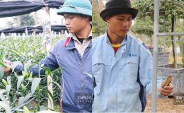 Vườn ly, hồng cổ bán Tết bị chặt phá ngay trước ngày thu hoạch, người dân bật khóc khi năm mới gần kề