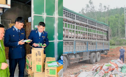 Nghệ An: Siết chặt quản lý, không để thực phẩm bẩn ‘lọt cửa’ dịp cận Tết