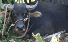 Con trâu 'điên' húc 2 người bị thương đã chạy sang Lào, tình hình các nạn nhân sau sự cố?