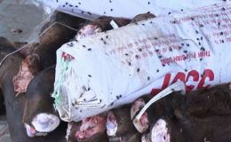 Kiểm tra 2 kho lạnh ở Thanh Hóa: Phát hiện gần 6 tấn đuôi, chân trâu bò bốc mùi khó chịu