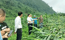 Cập nhật thiệt hại vụ lốc xoáy quét qua nhiều khu dân cư và diện tích canh tác tại Quảng Trị