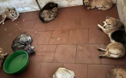 Danh tính băng nhóm trộm chó chuyên nghiệp chia 3 ca mỗi ngày, sẵn sàng dùng súng điện chống trả