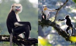 Loài vật quý hiếm cả thế giới chỉ duy nhất Việt Nam mới có, giới khoa học tìm mọi cách để ‘cứu’