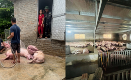 Mất trắng đàn lợn 300 con chỉ sau một đêm, vợ chồng chủ trại nhận 'phép màu' từ nhiều người xa lạ