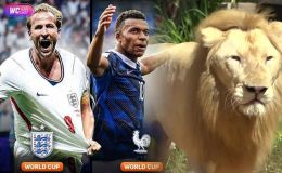 Dự đoán kết quả Pháp vs Anh, 4h ngày 19/7 - Tranh hạng 3 World Cup 2026: Sư tử 'tiên tri' gây sốt