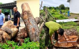 Diễn biến mới vụ hàng xà cừ ở trụ sở xã bị cưa hạ bất thường: Gỗ tại hiện trường không trùng gốc cây