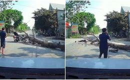 Clip cưa cây đổ đè trúng xe máy khiến người điều khiển ngã ra đường bất tỉnh