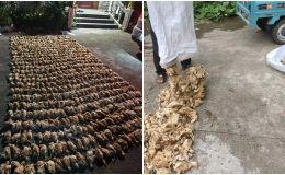 Bóng đen bí ẩn ập xuống trang trại cùng những âm thanh dữ dội khiến 1.400 con gà chết 